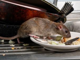 ratten bestrijden