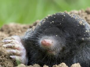 mol in de tuin