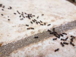 invasion de fourmis