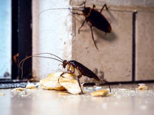 Deux blattes de jardin en train de grignoter du pain dans la cuisine.