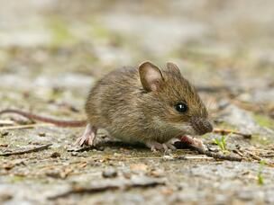 Photo d'une souris domestique en extérieur