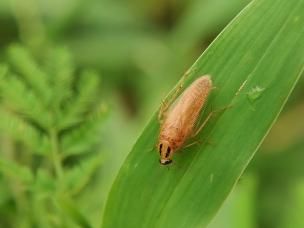 Une blatte de jardin Ectobius sur une feuille 