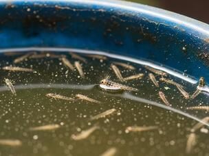 une collection de larves de moustiques dans un sceau d’eau