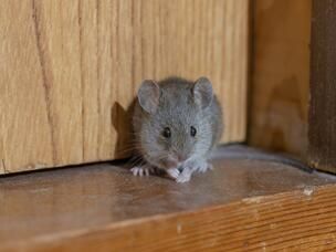 une souris dans une maison