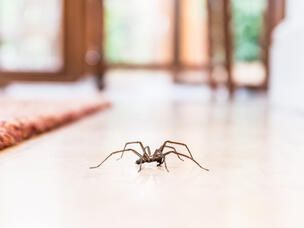 Spinnen im Staubsauger 