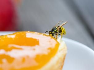 Schützen Sie sich vor Wespen