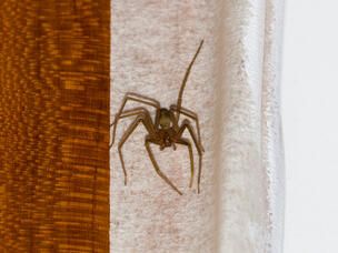 Spinnen im Haus
