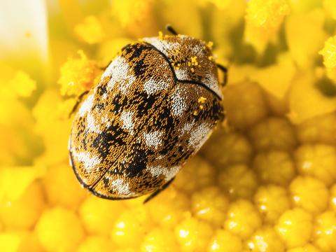 Kriechende Insekten | Nexa Lotte