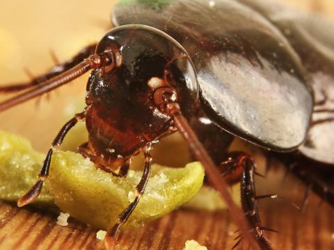 Kriechende Insekten | Nexa Lotte
