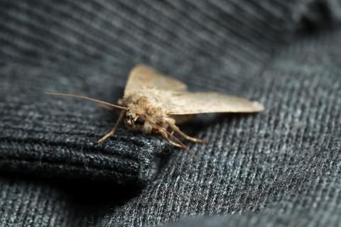 Pièges à Mites Vêtements - Lot De 8 - Forme Triangulaire Avec Crochet Et Surface Adhésive - Sans Insecticide, Sans Odeur