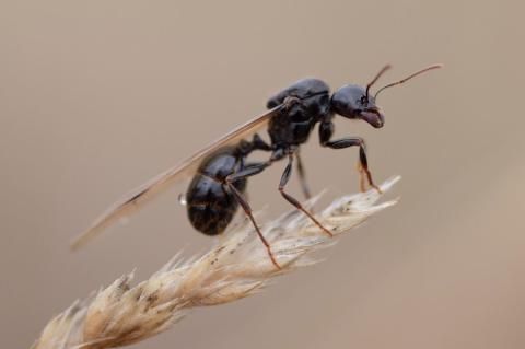 Kriechende Insekten | Nexa Lotte