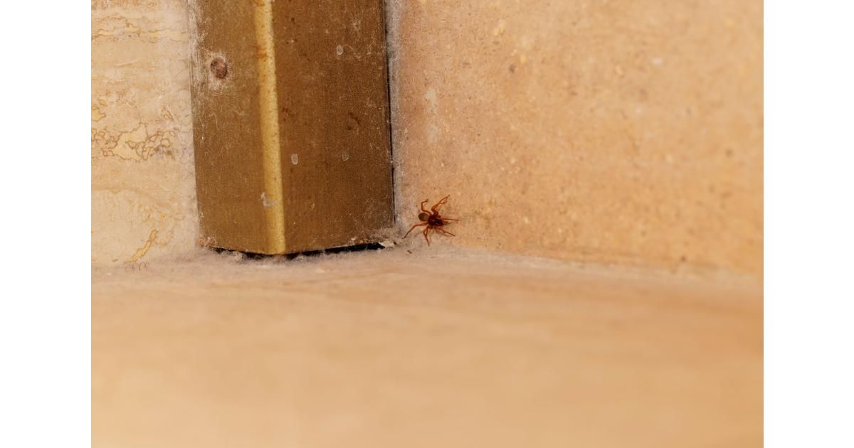 Comment se débarrasser des araignées dans une maison