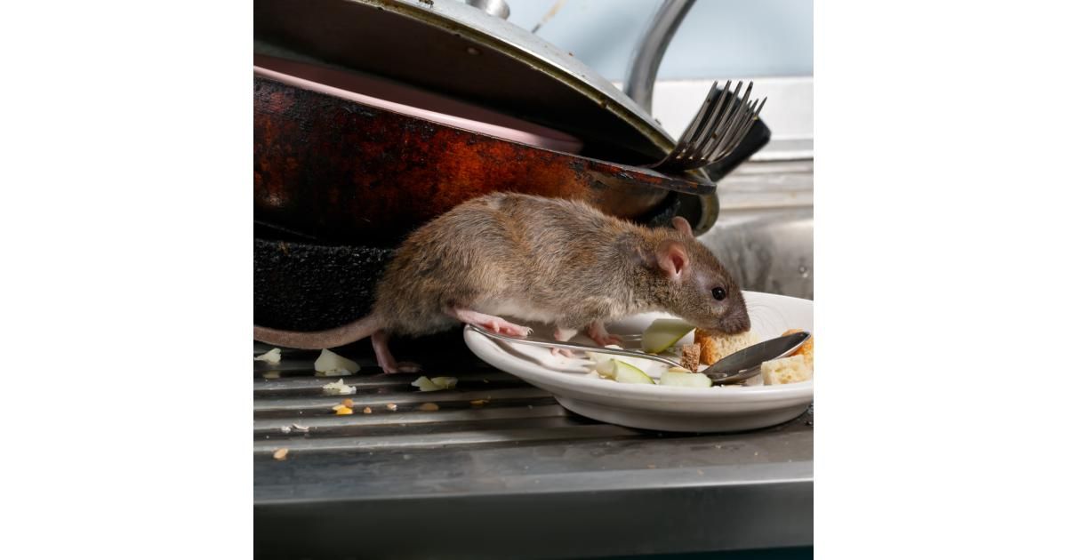 Plankie Rouge Rats Comment se débarrasser des rats ? | Home Defense