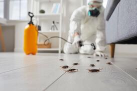 Des cafards dans un appartement en phase de décontamination