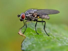 Une grosse mouche noire dans un jardin.   