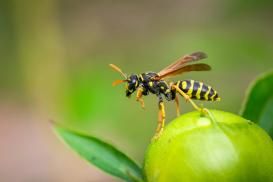 Une guêpe posée sur un bourgeon de fleur.