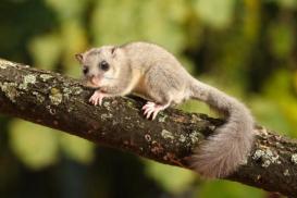 Loir gris posé sur une branche.