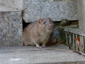 Un surmulot sort d’un trou dans un mur. 