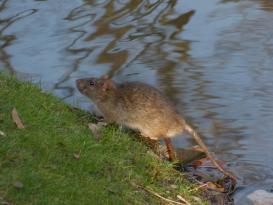 Un rat surmulot dans un jardin, près d’une mare.