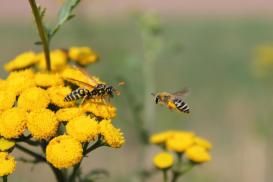 Une guêpe posée sur une fleur face à une abeille. 