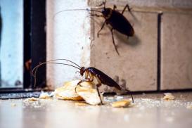 Deux blattes de jardin en train de grignoter du pain dans la cuisine.