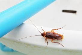 Photo d’une blatte, ou cafard, de maison de près.