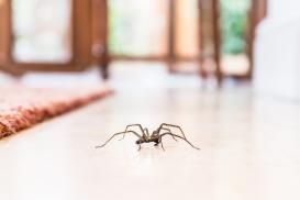 Photo d’une araignée qui mange les mouches. 