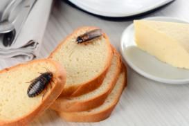 Deux blattes dans la cuisine en train de manger du pain.