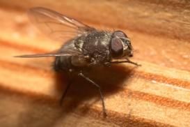 Photo d’une grosse mouche noire de près. 