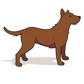 Honden
