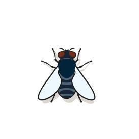 Fliegen