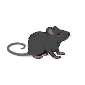 Muis