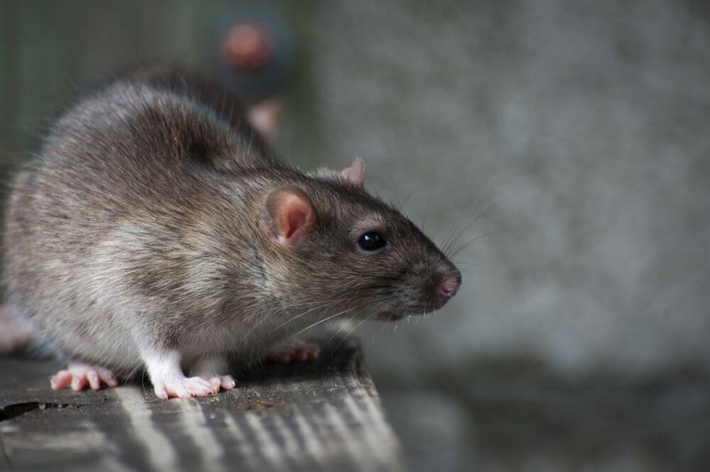 Une souris dans un appartement en location.